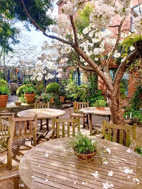 A tree with pink blossom in a garden, surrounded with lots of round wooden tables and wooden chairs
